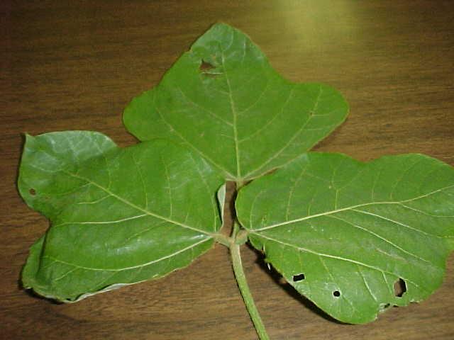 kudzu1.jpg (36405 bytes)