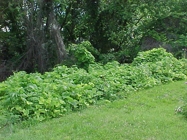 kudzu11.JPG (65018 bytes)