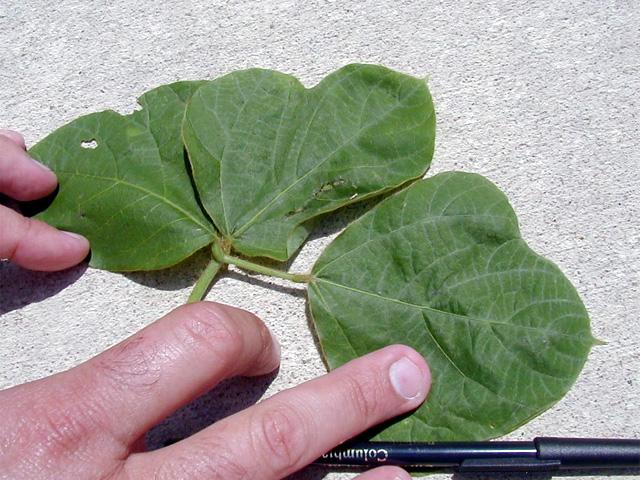 kudzu2.jpg (66127 bytes)