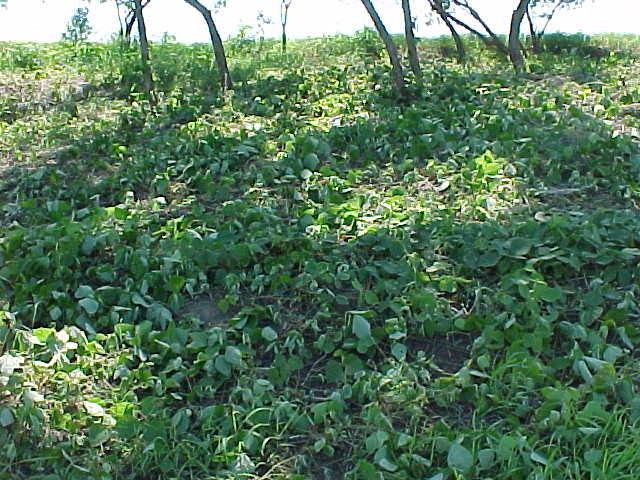 kudzu8.jpg (93424 bytes)