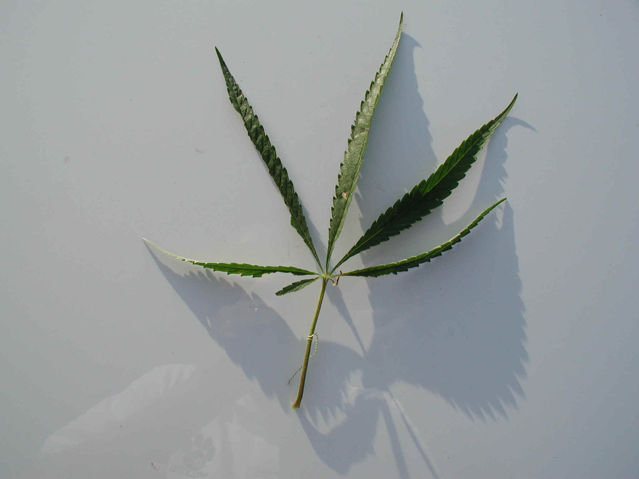 marijuana3.JPG (325508 bytes)