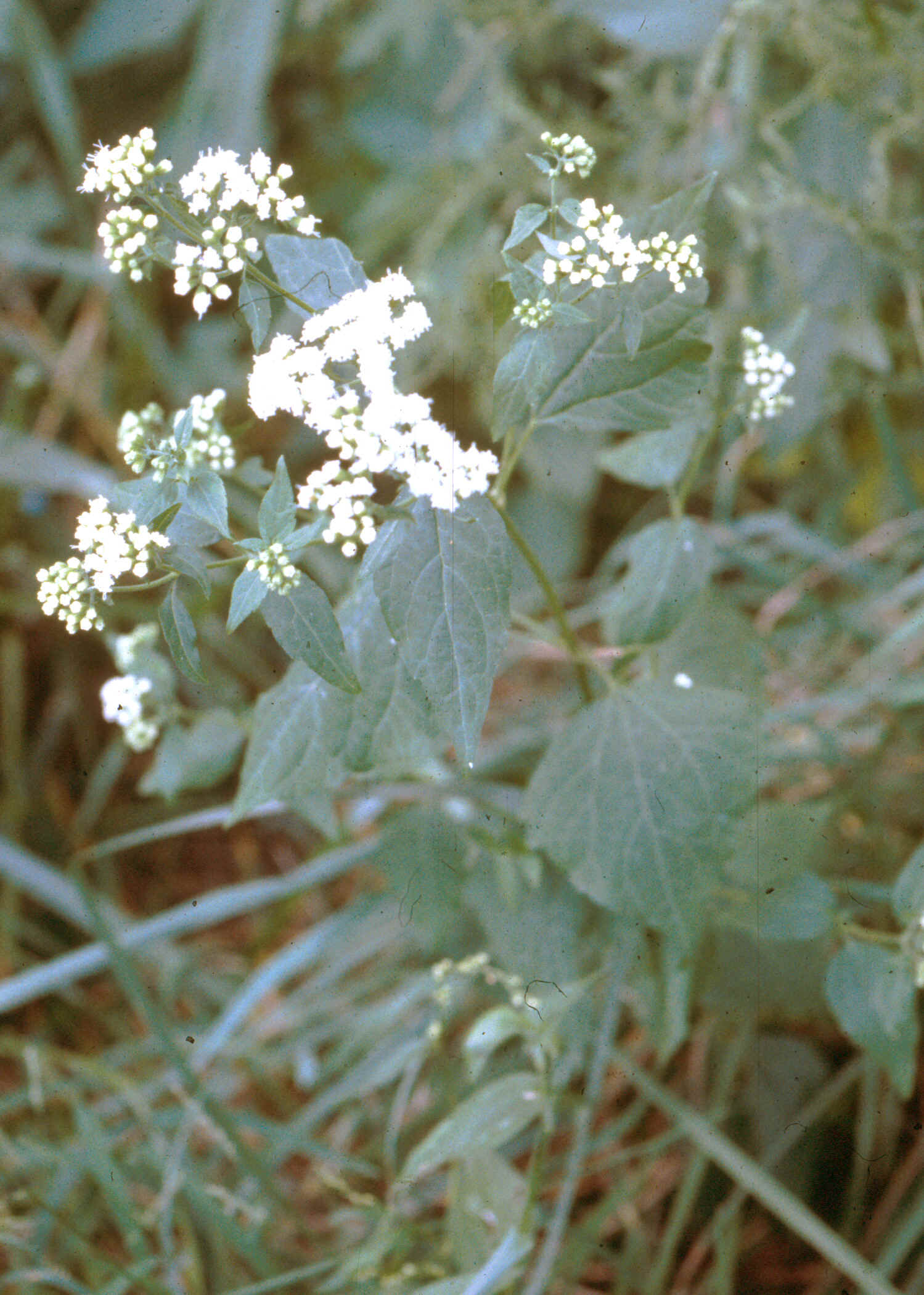 snakeroot2.jpg (997990 bytes)