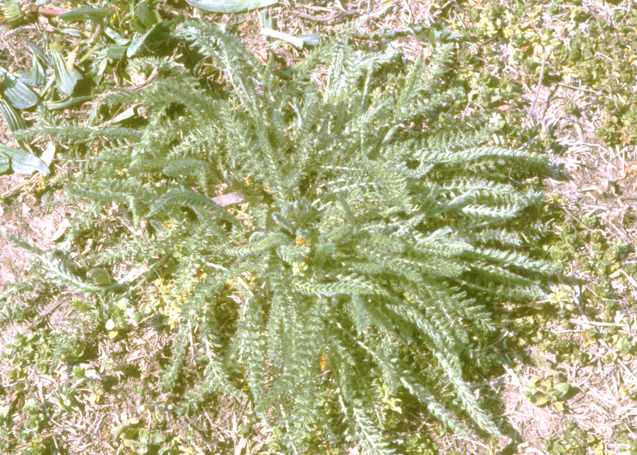 yarrow2.jpg (1471872 bytes)