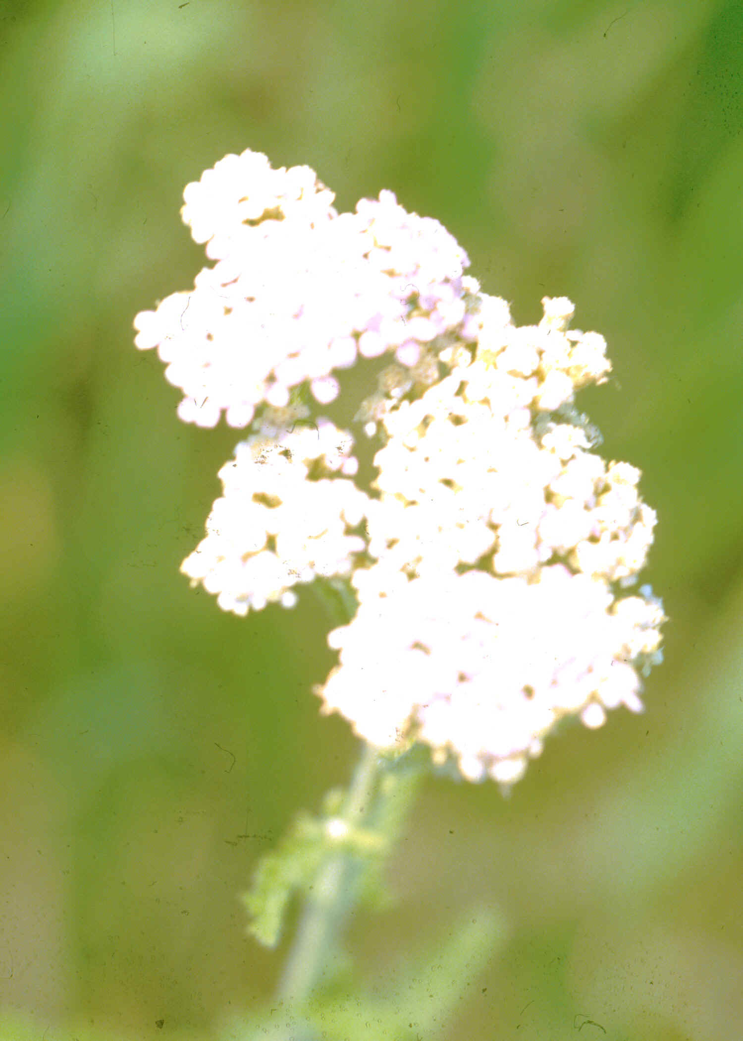 yarrow3.jpg (608613 bytes)