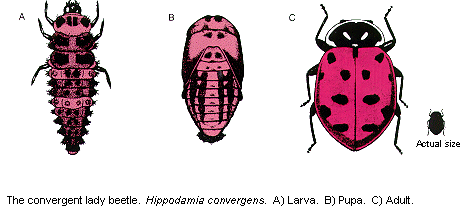 The convergent lady beetle