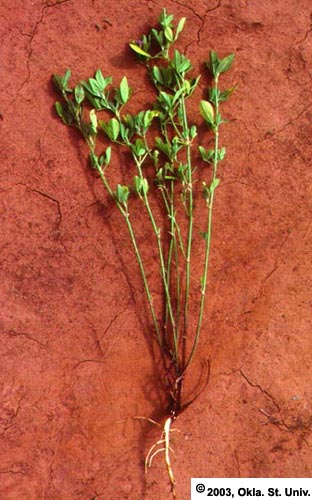 Phytophthora root rot in alfalfa