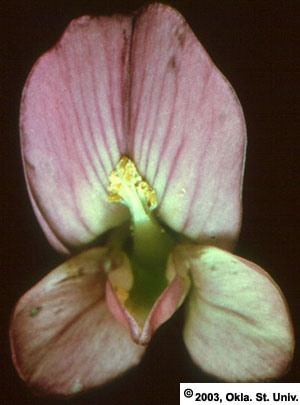 Tripped Alfalfa Flower