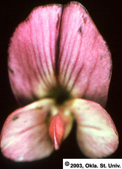 Untripped Alfalfa Flower