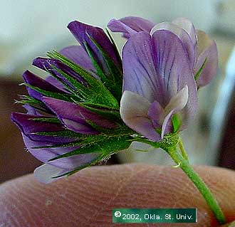purple-flower59.JPG (187527 bytes)