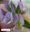 purple-flower68.JPG (138607 bytes)