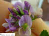 purple-flower69.JPG (23540 bytes)