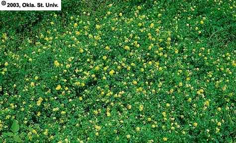 yellowflowers97.JPG (511907 bytes)