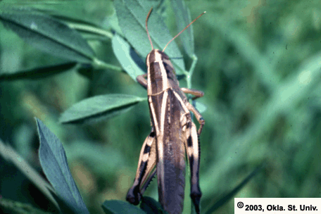 2-Striped Grasshopper