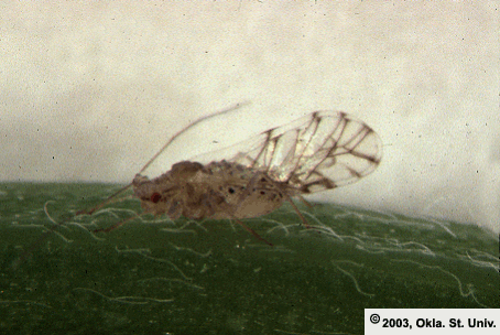 Spotted Aphid Alate