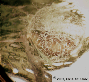 Alfalfa Weevil Cocoon