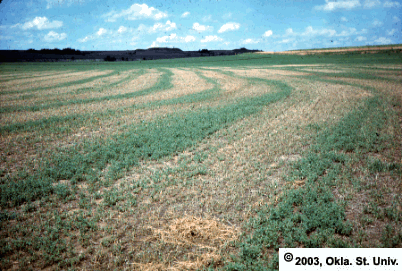 Alfalfa Weevil Damage