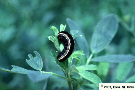 Yellow-striped Armyworm
