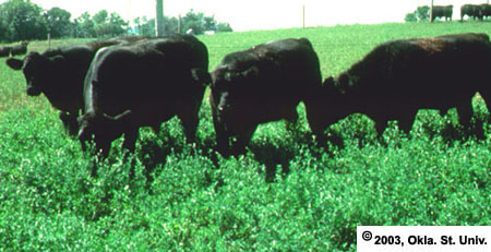 Grazing Lush Alfalfa