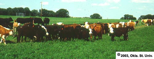 Grazing Lush Alfalfa
