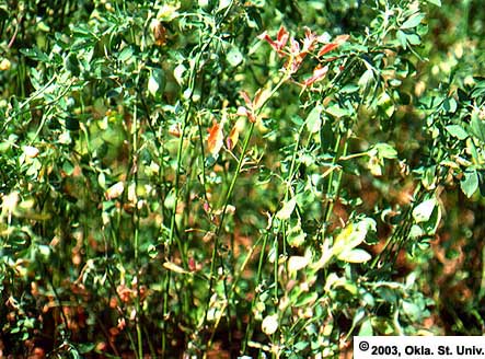 Three-Cornered Alfalfa Hopper Symptoms