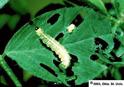 Alfalfa Weevil Larva