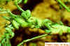 Alfalfa Weevil larvae