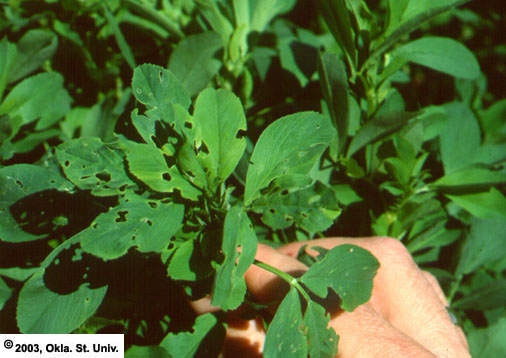Alfalfa Weevil Damage