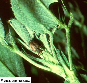 Adult Alfalfa Weevil