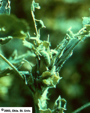 Alfalfa Weevil Larvae Damage