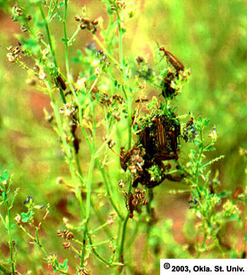 Striped Blister Beetles