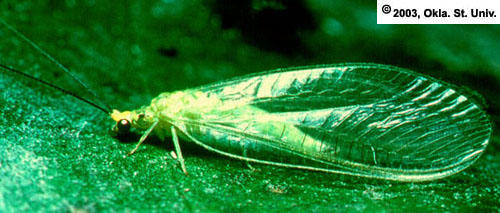 Lacewing Fly