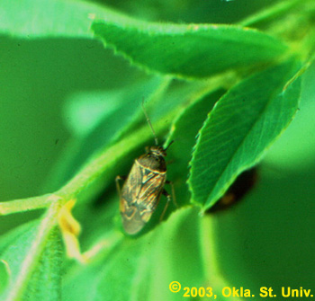 Lygus Bug on Alfalfa