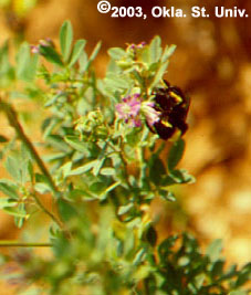 Bmble Bee