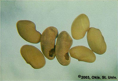 Alfalfa Seed Chalcid