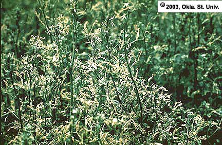 Alfalfa Weevil Defoliation