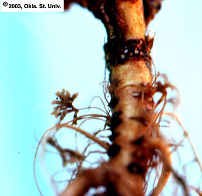 Alfalfa Root With Nodules