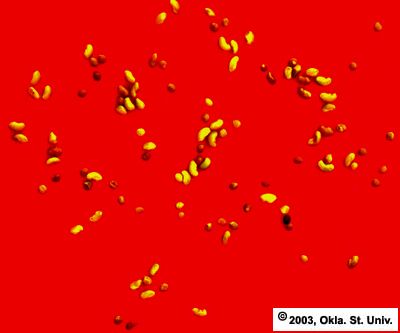 Dodder Contaminated Alfalfa Seed