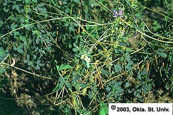 Dodder Infesting Alfalfa (Cuscuta suaveolens)