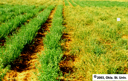 Alfalfa Seed Production