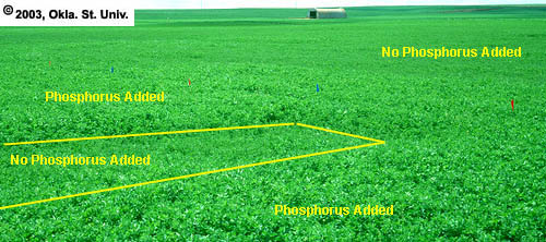 Phosphorous Fertilizer