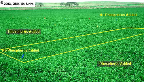 Phosphorous Added to Alfalfa Field