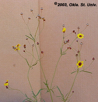 Plains Coreopsis (Coreopsis tinctoria)
