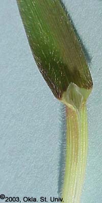 Downy Brome (Bromus tectorum)