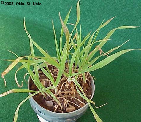 Rescuegrass (Bromus catharticus)