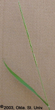 Prairie Cupgrass (Eriochloa contractra)