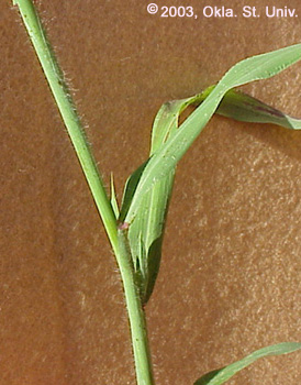 Red Sprangletop (Leptochloa filiformis)