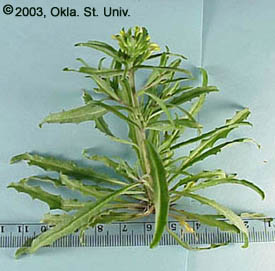 Bushy Wallflower (Ersimum repandum)