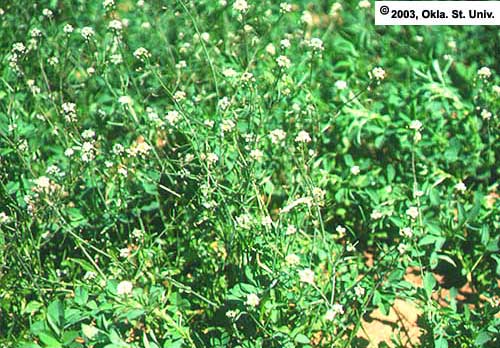 Shepherdspurse (Capsella bursa-pastoris)