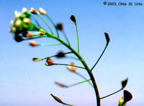 Shepherdspurse (Capsella bursa-pastoris)