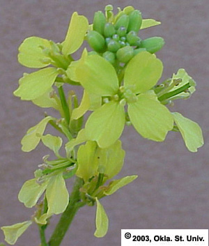 Wild Mustard (Sinapis arvensis)